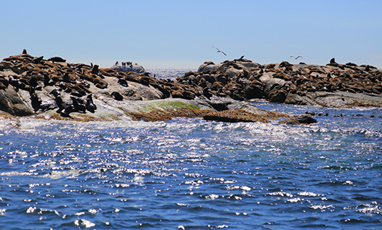 狂野南非 克魯格+花園大道深度12日