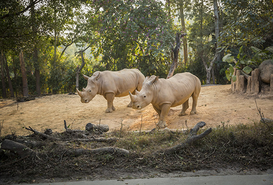 珠海長隆海洋王國-廣州長隆動物世界/歡樂世界-長隆遇上嶺南雙飛5日